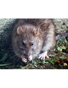 RODIBROD PÂTE - Appât rodenticide sous forme de pâte pour rat et souris