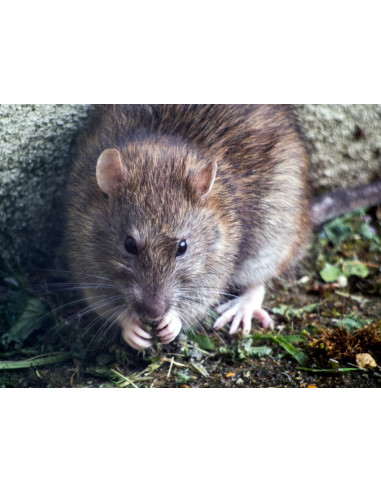 RODIBROD PÂTE - Appât rodenticide sous forme de pâte pour rat et